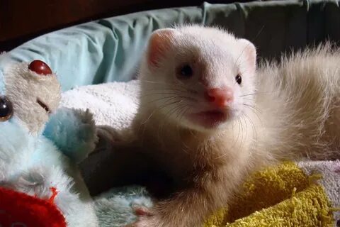 Library ferret