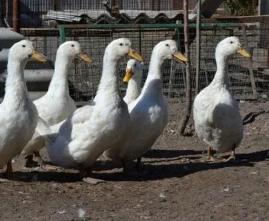 Утки породы ст