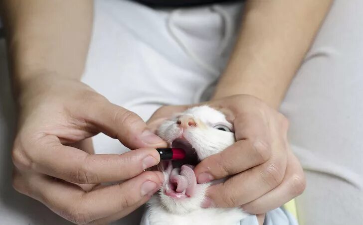 Как открыть рот кошке. Пероральное Введение животным. Введение лекарственных веществ животным. Таблетки для кошек. Пероральный путь введения животным.