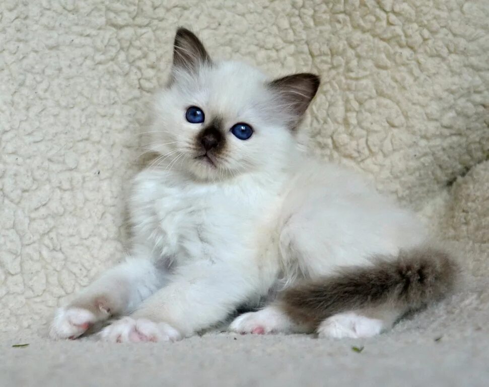 Котенок девочка 4 месяца. Котенок девочка 4 месяца. Котенок 4 месяца. Кот 4 месяца. Британская кошечка 4 месяца.