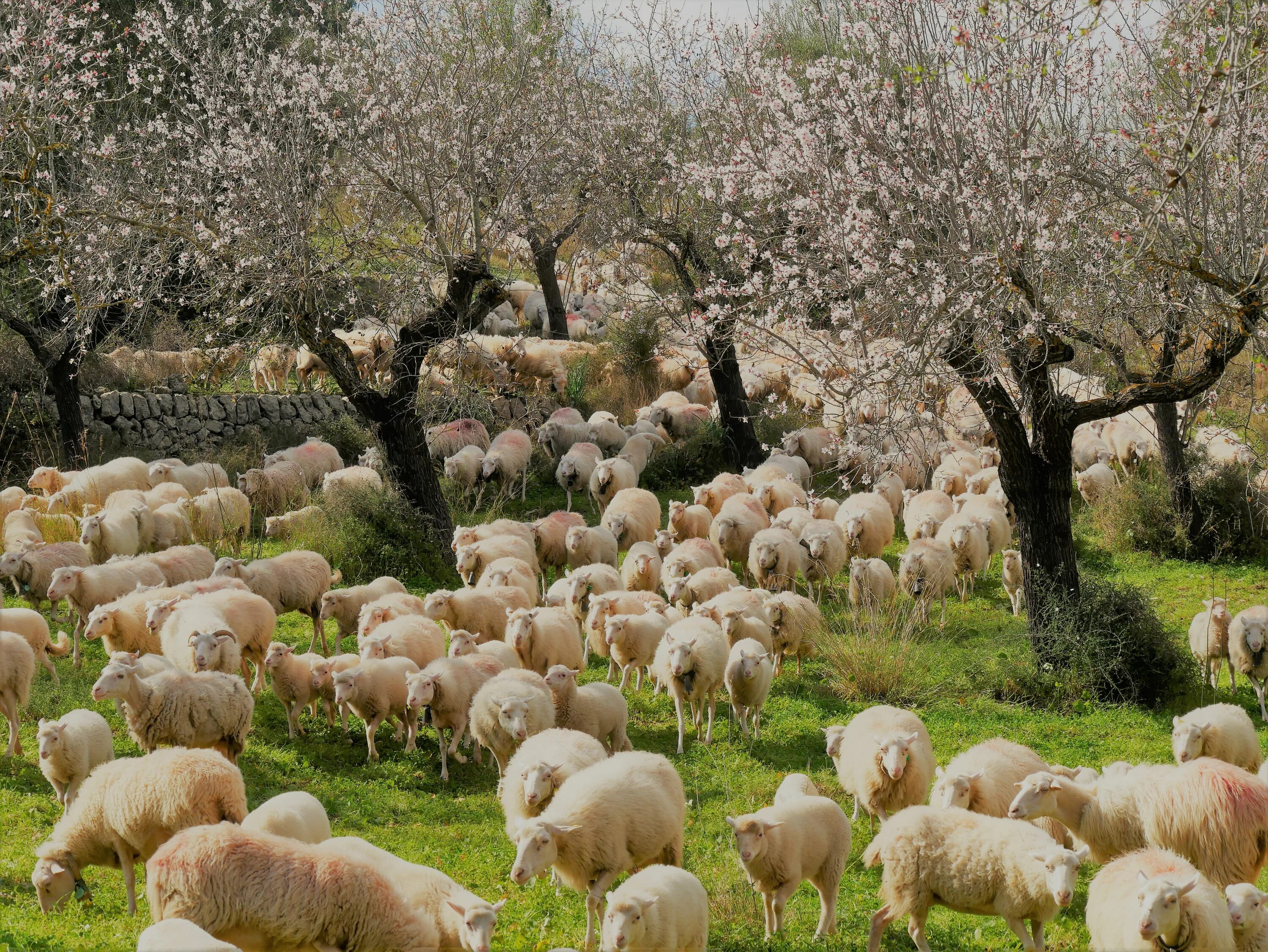 Tree sheep