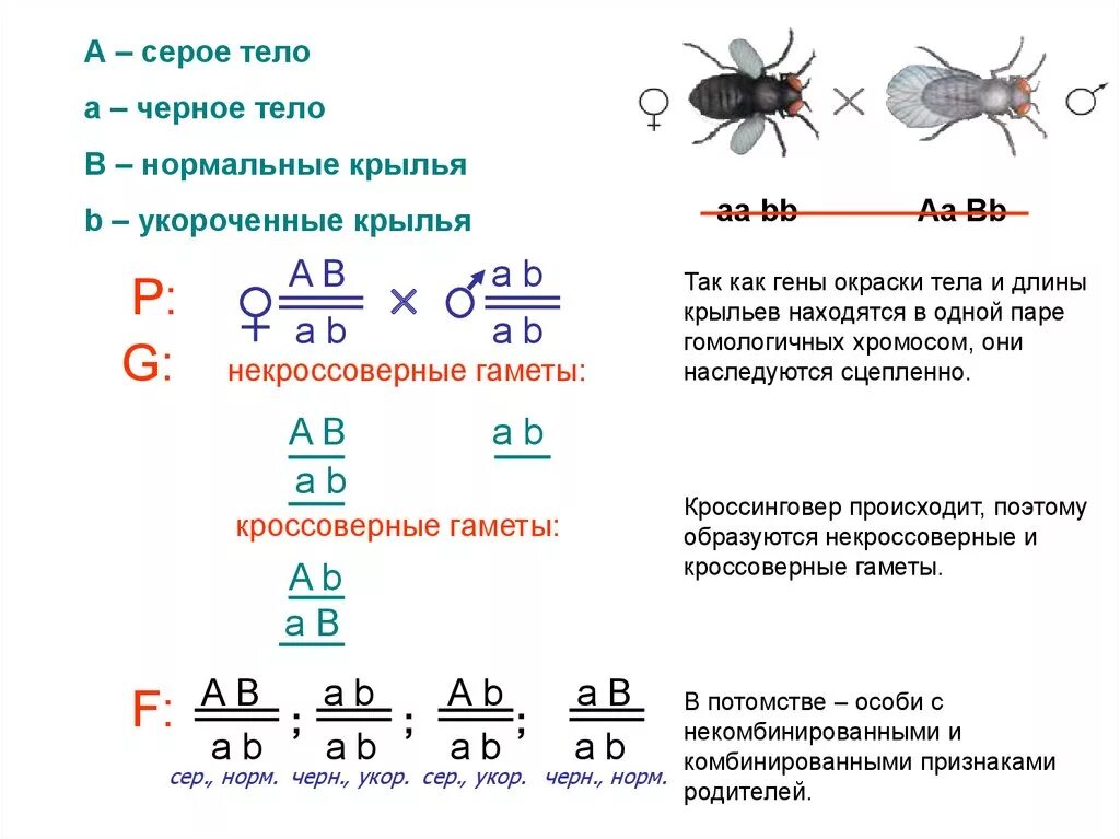 Закон Моргана задача с дрозофилами. Сцепленное наследование признаков задачи. Сцепленное наследование примеры задач. Задачи на сцепленное наследование.