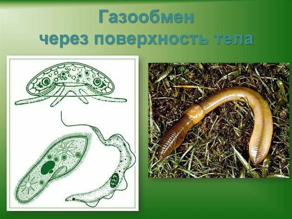 Газообмен одноклеточных. Газообмен растений и животных. дыхание живых организмов. газообмен у растений. способы дыхания живых организмов.