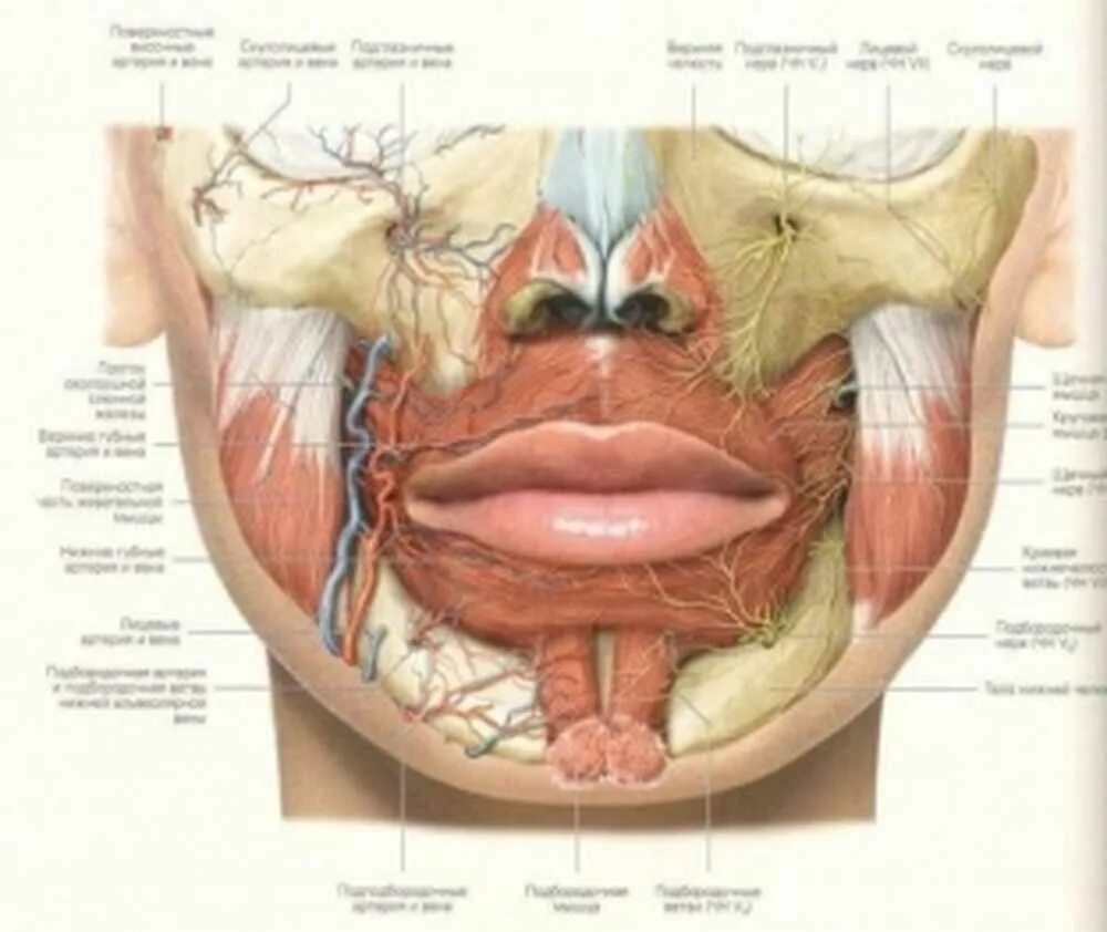 Губы мышцы рта. Строение губ. Губы строение Анатомическое.