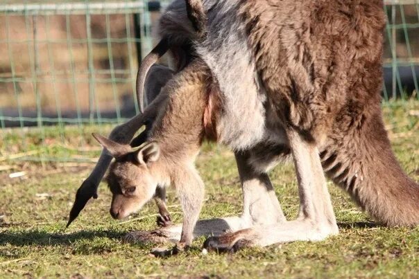 bag australia opossum kangaroo wallaby. Стоковое фото № 7880102, фотограф Martin
