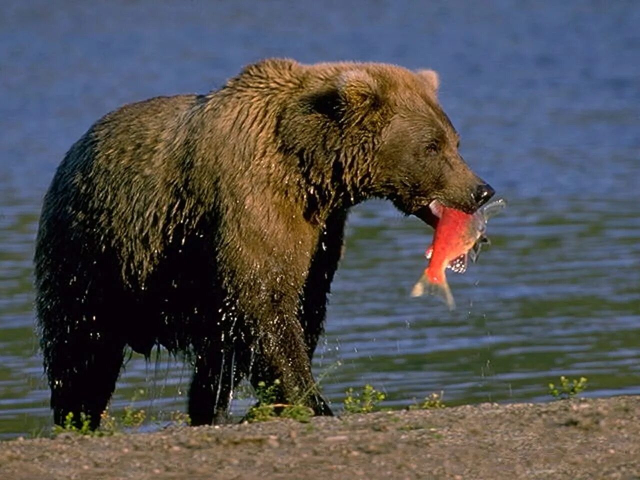 Медведь живет в степи. Бурый медведь (Ursus arctos). Бурый медведь питается. Медведь Гризли. Рацион бурого медведя.