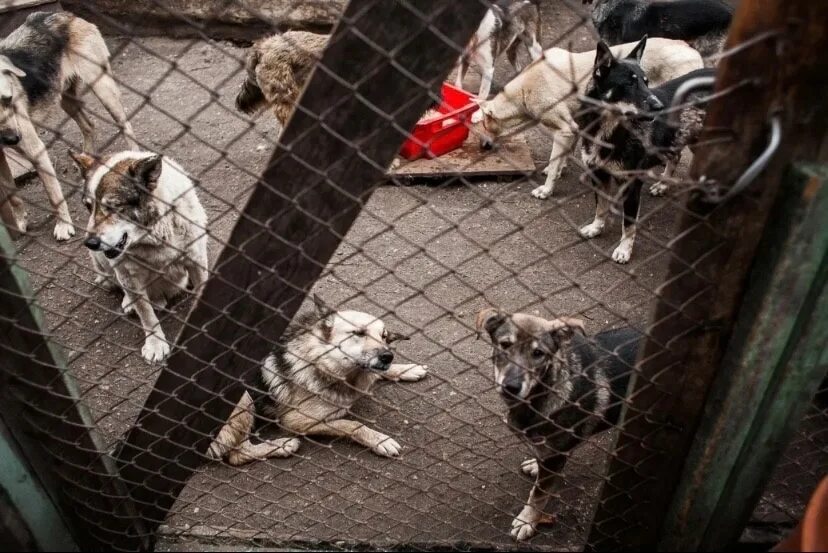 Животные в приюте. Приют для собак. Помочь приюту для животных. Куда сдать бездомную собаку. Куда сдать бездомную собаку.