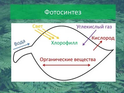 Эффективность фотосинтеза