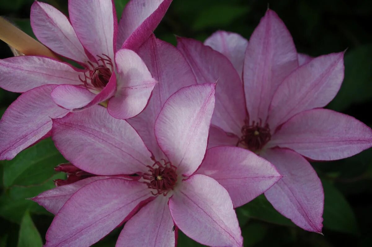 Клематис омоширо фото. Клематис Омоширо. Клематис Omoshiro. Клематис (Clematis Omoshiro). Клематис крупноцветковый Омоширо.