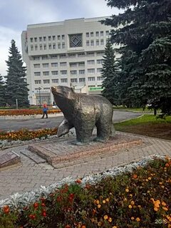 Медвежонок пермь