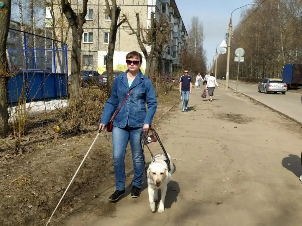 Собака поводырь. День собак поводырей. Всемирный день собак поводырей. Собаки поводыри для слепых Старая Купавна.