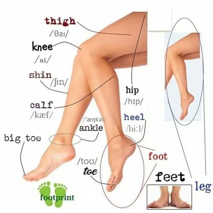 Части ноги. Части ноги на английском. Название частей тела ноги. Строение ноги человека на английском. Arms legs перевод