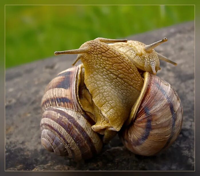 Улитка ползет. Смешная улитка. Красивые улитки. Улитка 2. Гигантская улитка ахатина.