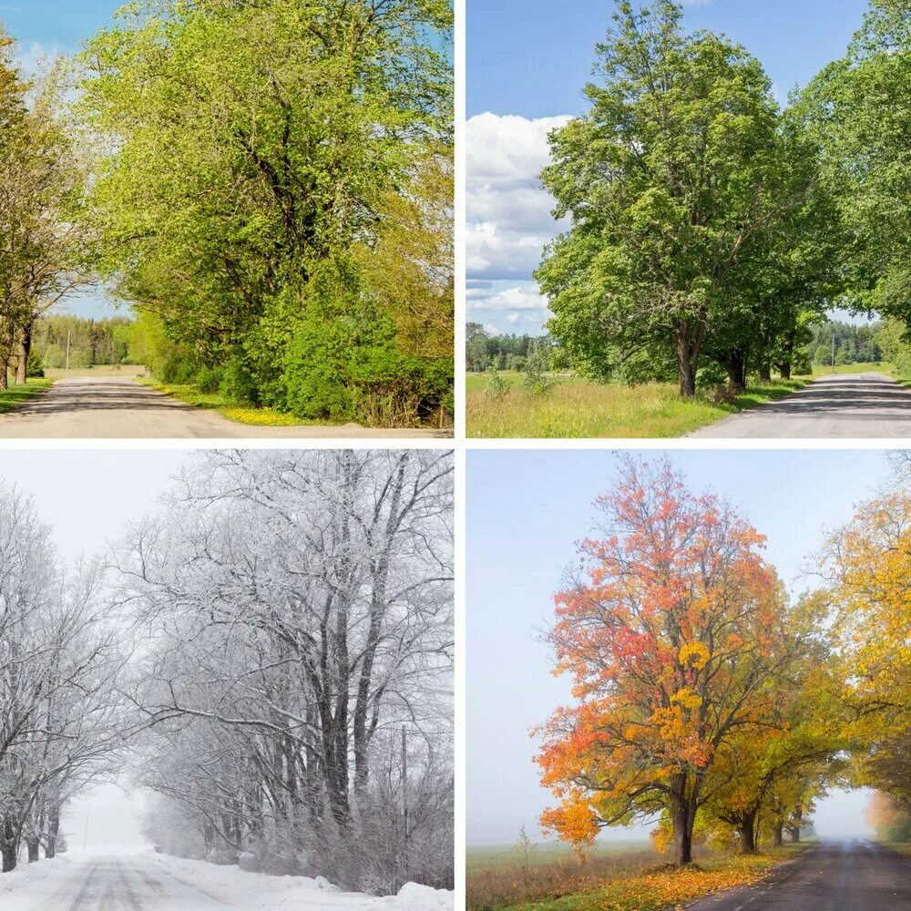 Поры года в польше. Пейзаж в Разное время года. Поры года картинки. Дерево в разные времена года.