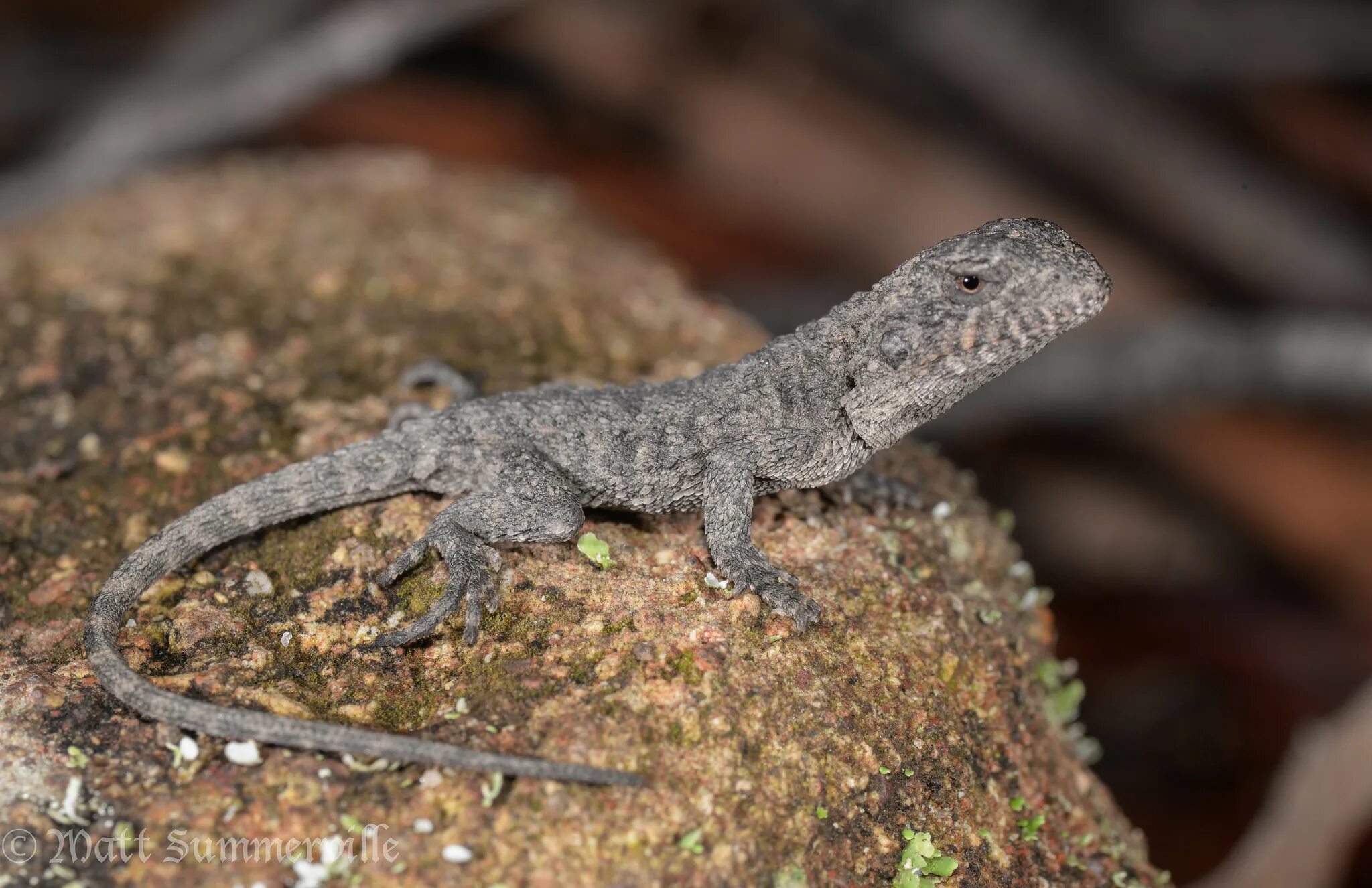 Серая ящерица 5. Хамелеолис. Бородатая ящерица 5 букв. Chamaeleolis Guamuhaya. Rankinia diemensis.