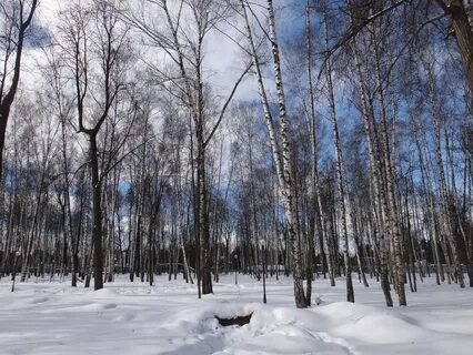 Пушкино березовая роща