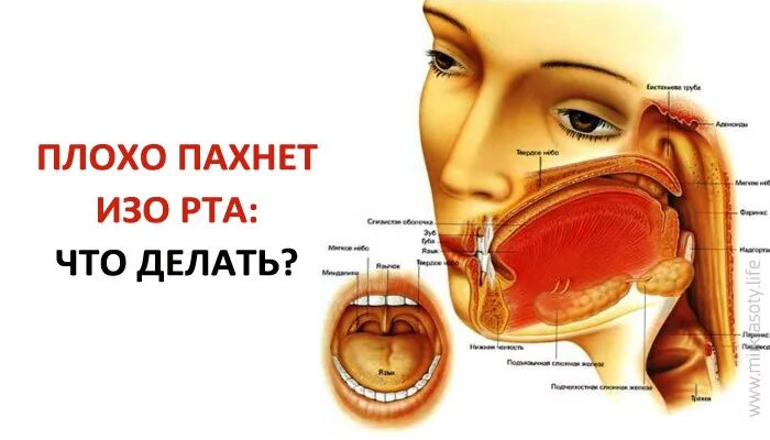 Запах изо рта причины что делать. Пахнет изо рта что делать. Что сделать если пахнет изо рта. Почему плохо пахнет изо рта.