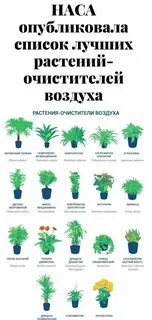 Листья очищают воздух
