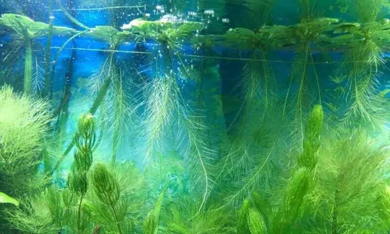 Водоросли на стеклах. Аквариумные водоросли пистия. Пистия аквариумное. Пистия аквариумное растение. Нейстонные водоросли.