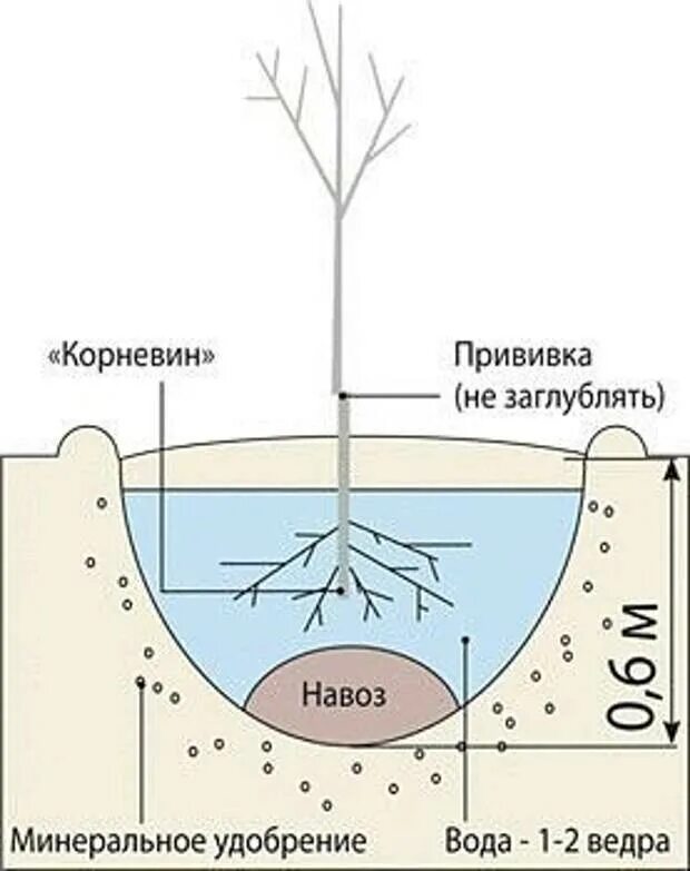 На каком расстоянии нужно сажать деревья. Схема посадочных ям для деревьев и кустарников. Расстояние для посадки дер. Схема посадки яблонь на участке. Схема посадки фруктовых деревьев.