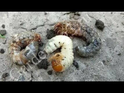 Майские жуки описание личинки