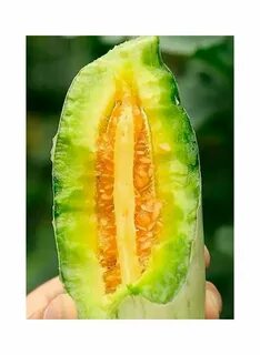 Огурец вкус дыни