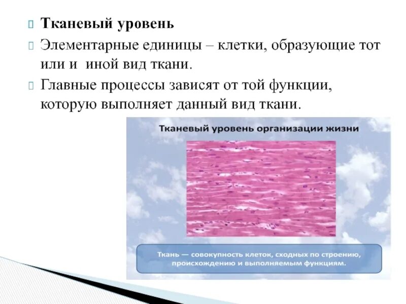 Тканевой уровень жизни. Тканевый уровень организации. Тканевый уровень организации процессы. Тканевый уровень организации жизни. Процессы протекающие на тканевом уровне.