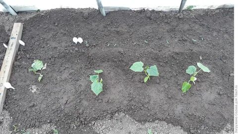 Можно сажать огурцы в перегной без земли
