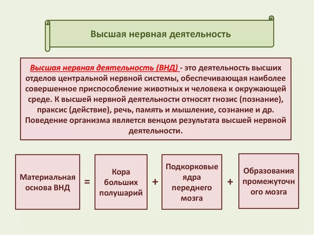 Высшая нервная деятельность человека кратко. Высшая нервная деятельность. Основы высшей нервной деятельности. Процессы высшей нервной деятельности человека. Основа ВНД.