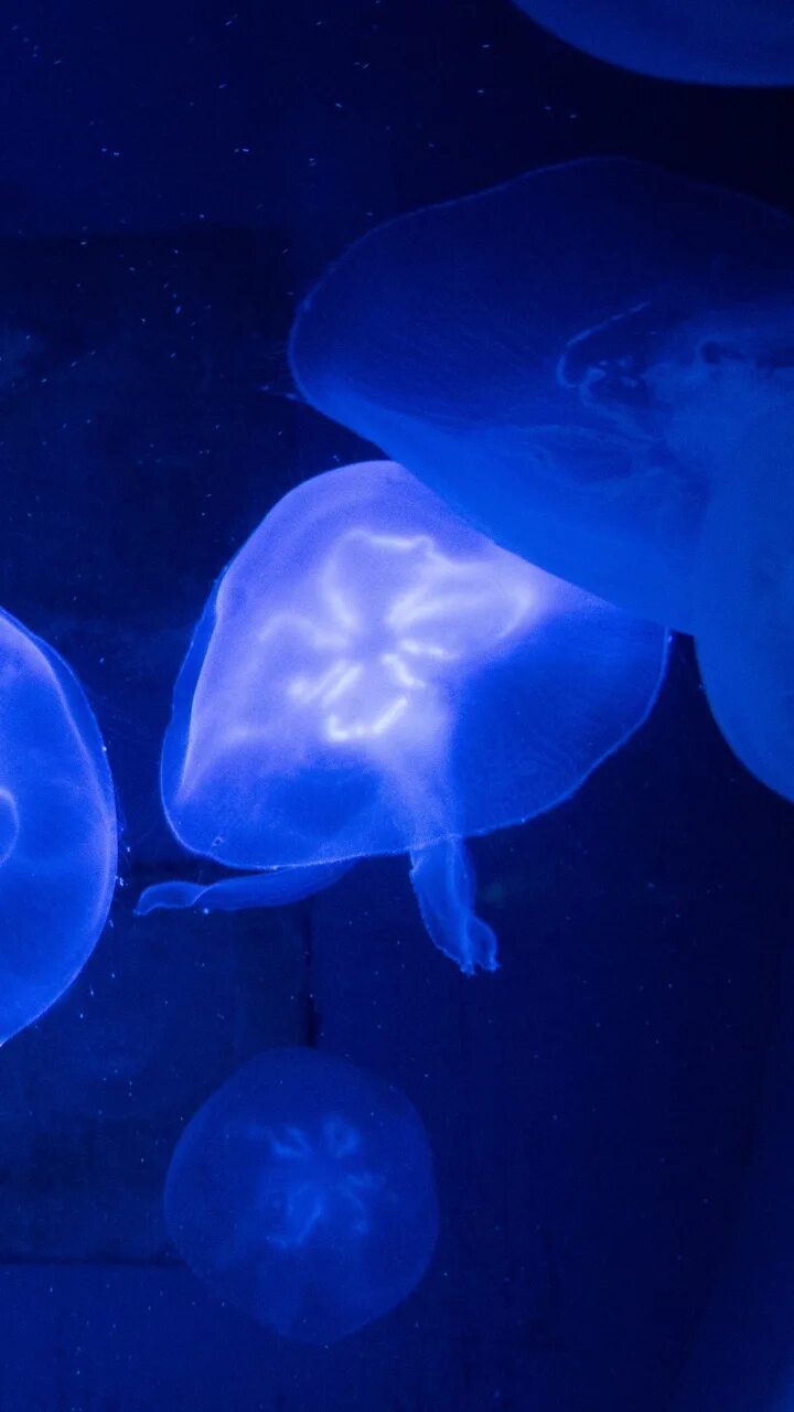 Медузы огэ. Книдария медуза. медузы андаманского моря. медуза синяя в тайланде. голубая медуза в черном море.