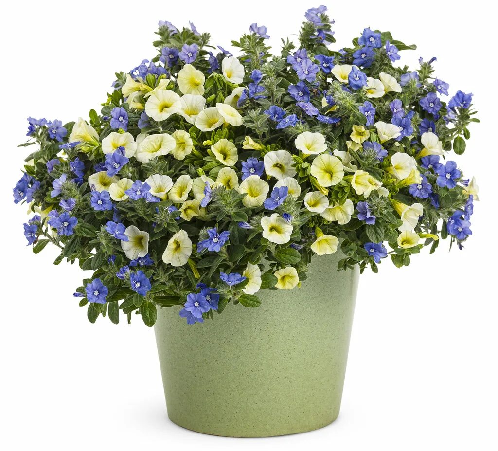 Калибрахоа объем горшка. Цикламен альбум. Цветок горшечный гиацинт. К чему снятся красивые цветы в горшках. Calibrachoa superbells evening star.