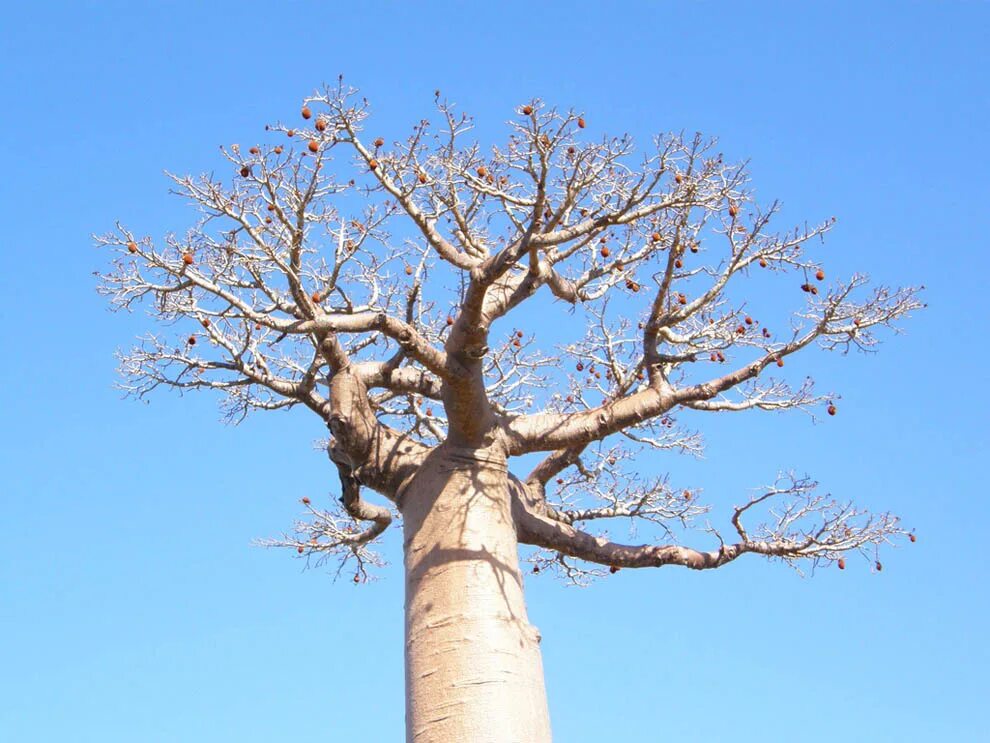 Баобаб (Адансония пальчатая. Adansonia digitata баобаб Адансония пальчатая. Баобаб Санлэнд. Баобао дерево Бао баобаб.