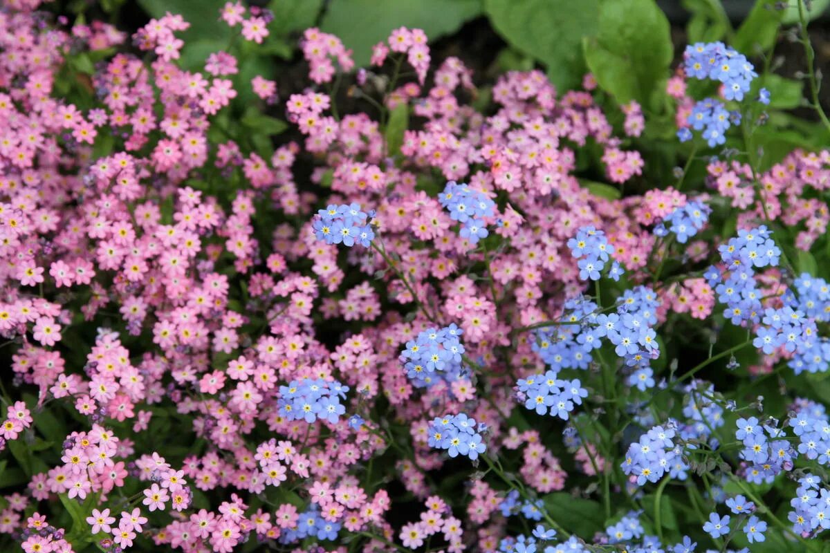 Бруннера семена. Незабудка почвопокровная. Незабудка альпийская (myosotis alpestris). Незабудка цветок на клумбе. Голубые цветы для клумбы.