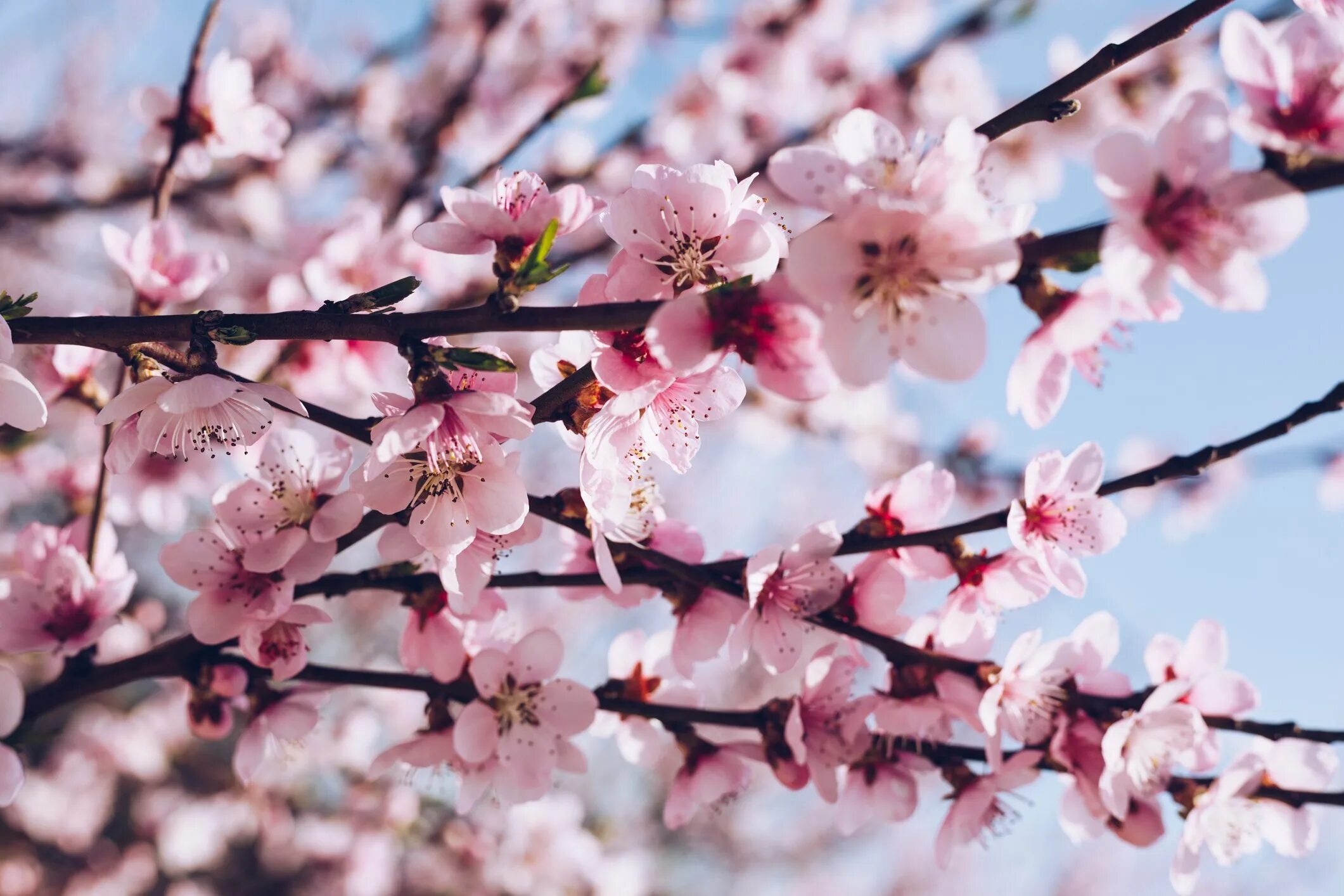 Первый сакуры. В Сочи зацвела Сакура. Сакура плодоносит. Сакура цветет. Цветущая вишня.