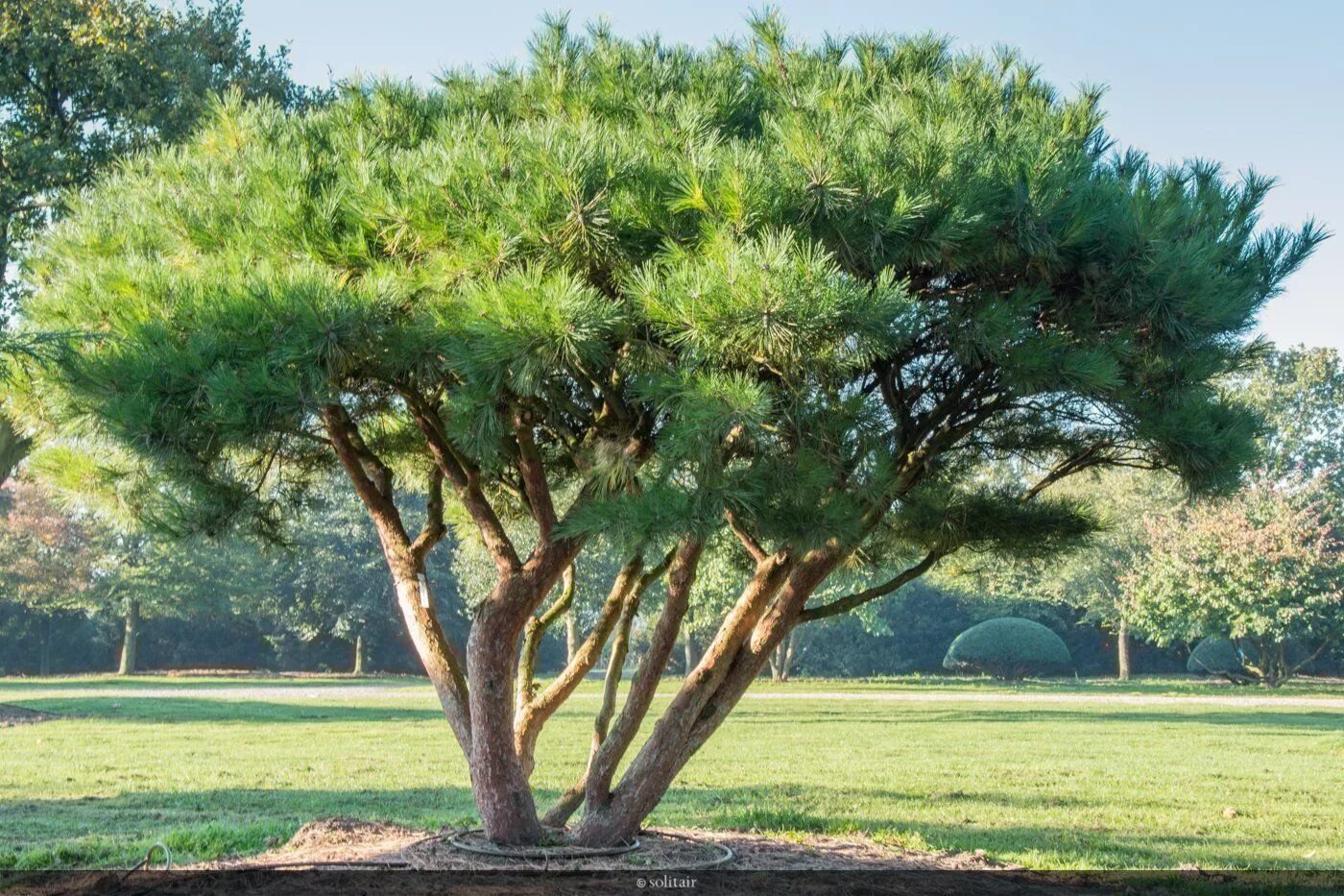 Southwestern White Pine Fife and Drum Tree Farm