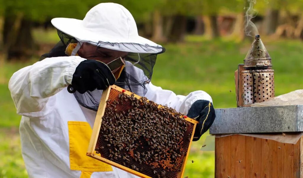 Пчеловодческое хозяйство. Пчеловодство. Пасека в саду. Сельское хозяйство пасека.