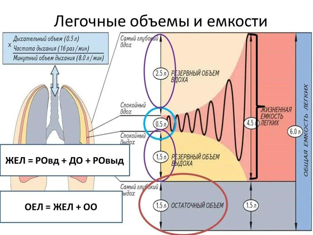 Функциональное деление общей емкости легких. Объемы и емкости легких физиология. Жизненная ёмкость лёгких лёгочные объемы. Схема дыхательного объема легких. Легочные объемы физиология дыхания.