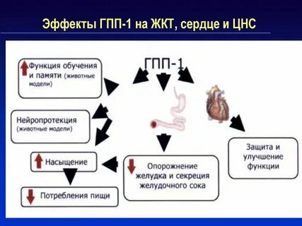 Гпп 1