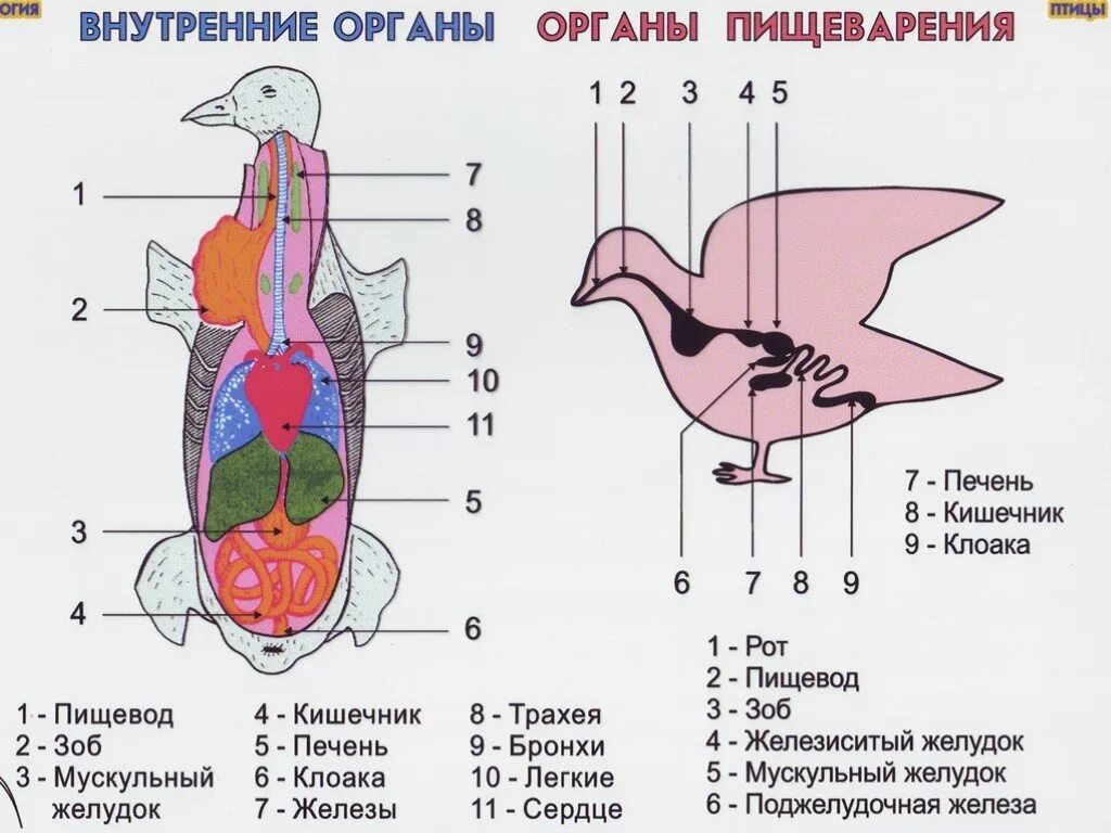 Хорошо развитые органы у птиц