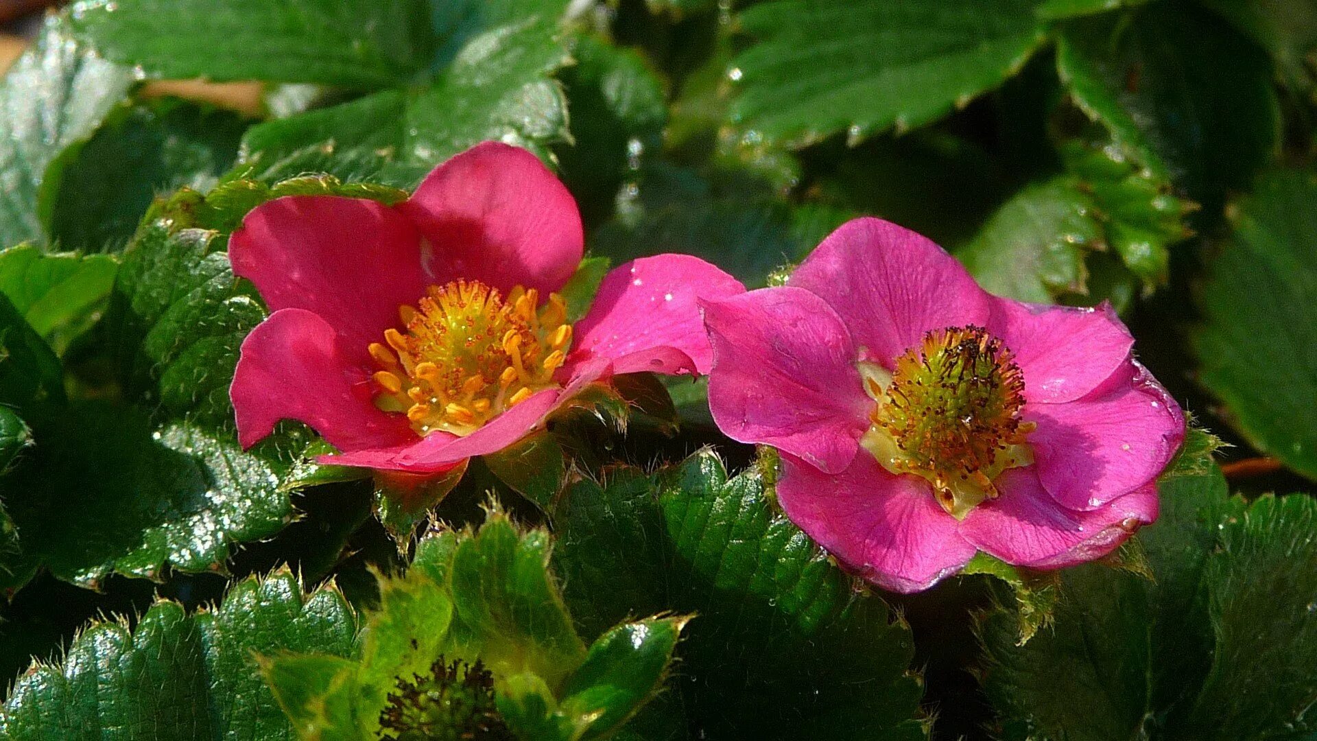 Strawberry flowers