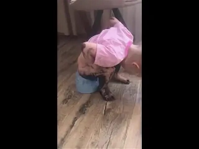 Включи как девочка обкакалась. Девочка покакала на пол.