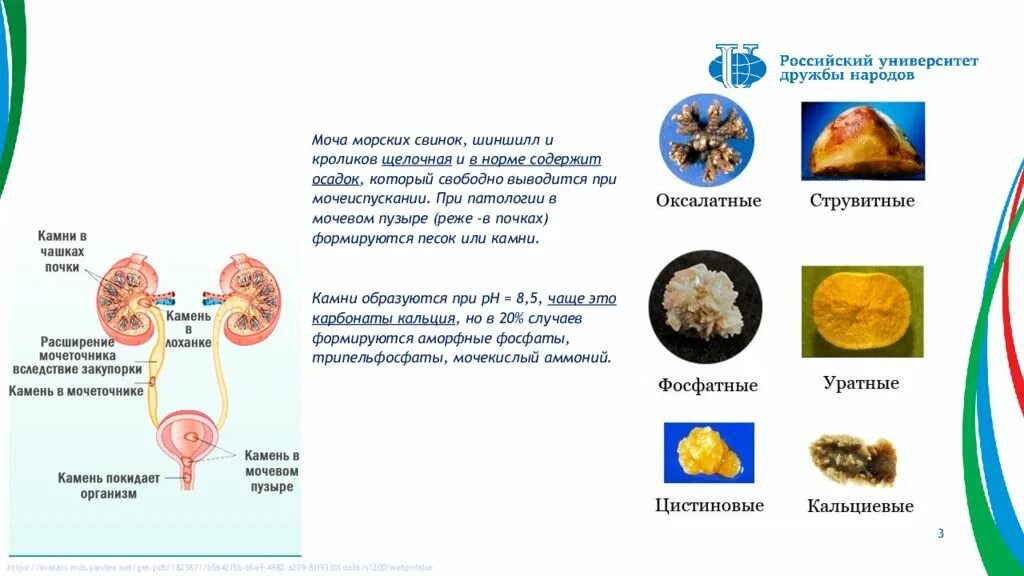 Моча морской свинки. Карбонат кальция в моче у морской свинки. Мочекаменная болезнь у морской свинки. Кристаллы в моче морской свинки. Цвет мочи морской свинки.