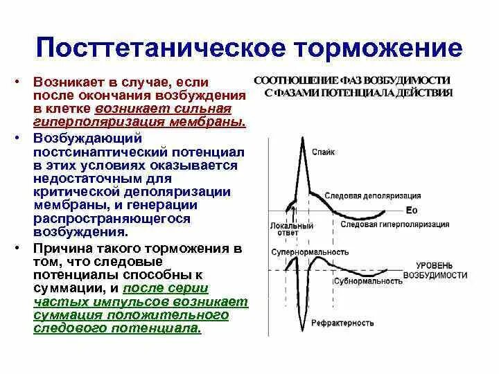 Слабая выраженность возбуждения и торможения. Процессы возбуждения и торможения. возбуждение и торможение в нервной системе. процессы возбуждения и торможения в нервных клетках.