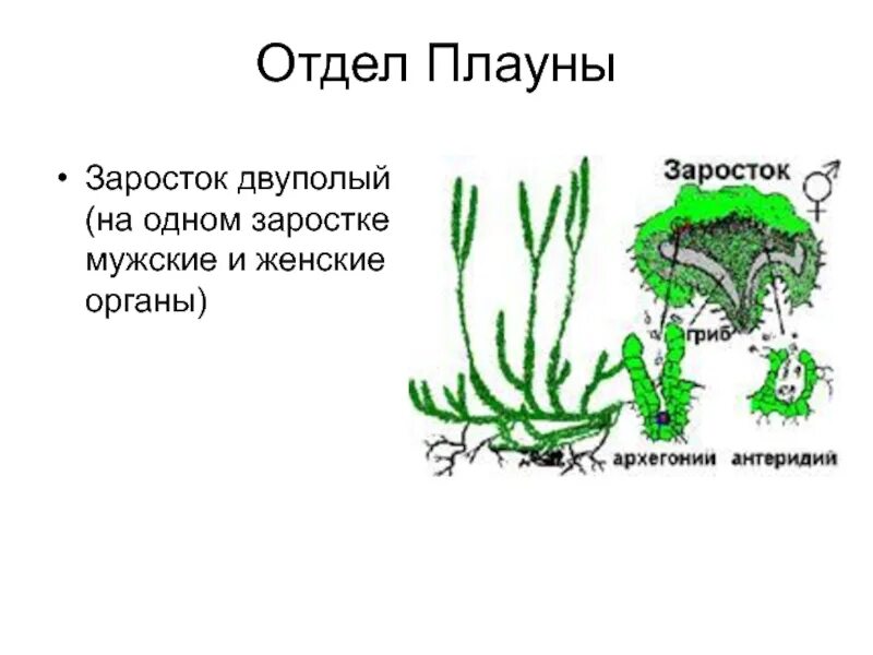 Цикл размножения плауна. Строение гаметофита плауна. Заросток хвоща. Заростки папоротника хвоща и плауна. Плауны егэ