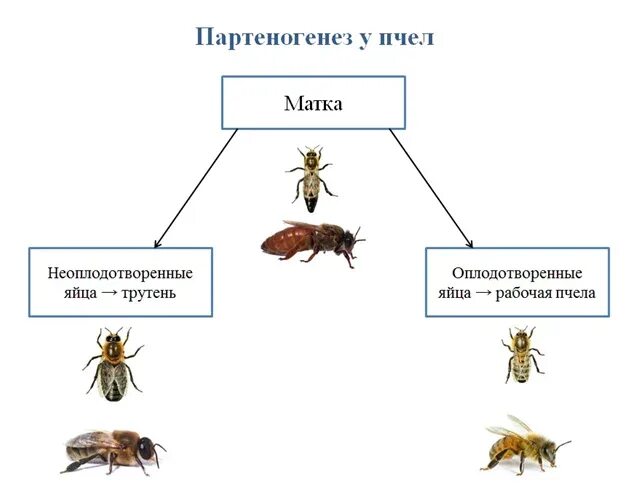 Партеногенез у пчел схема. Размножение пчел партеногенез. Партеногенез схема размножения. Партеногенез у пчел.