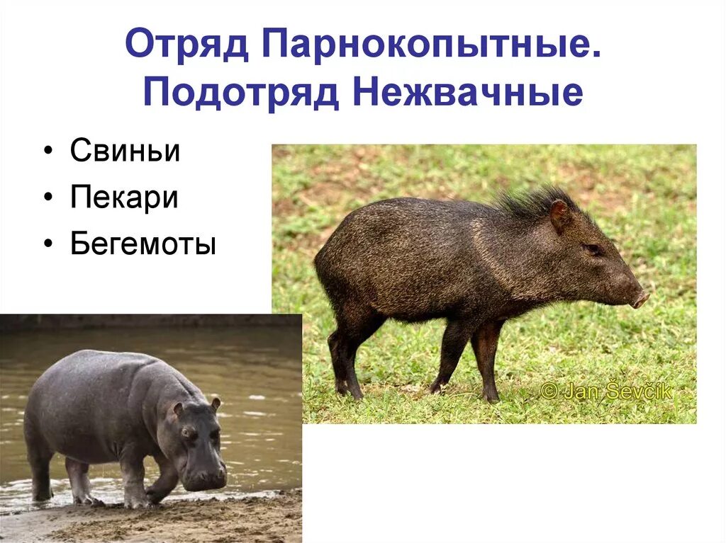 Пекари парнокопытные. Пекари парнокопытные
