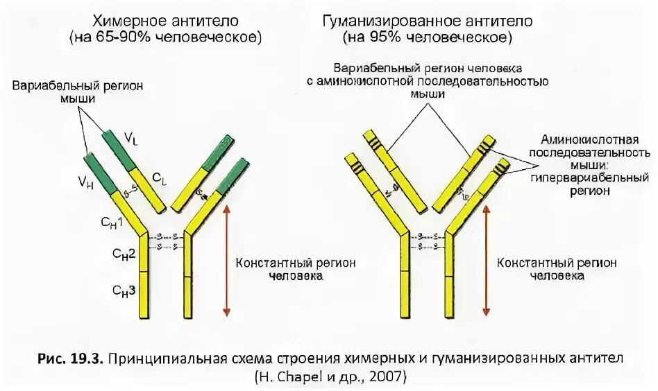 Моноклональное антитело строение. Схема получения химерных моноклональных антител.. Моноклональные антитела строение. Схема получения химерного антитела. Домены антител