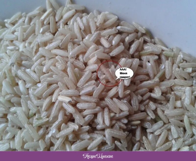 Личинки в крупе. Личинки в крупе. Личинки в крупе. Личинки пищевой моли. Личинки в крупе.