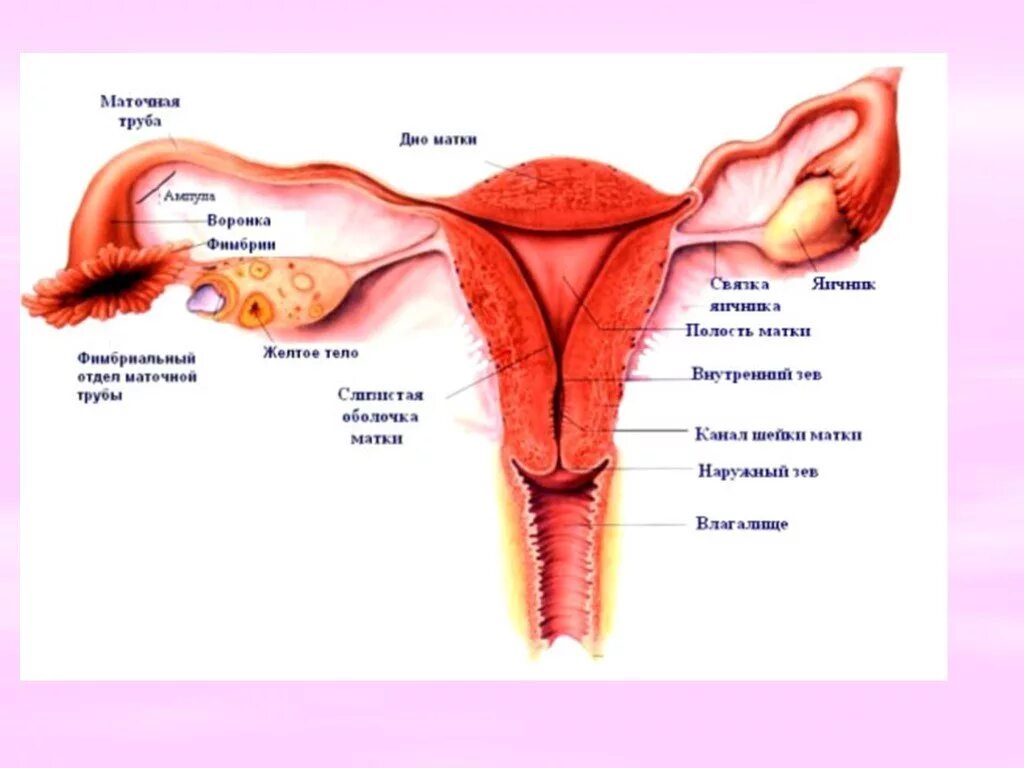 Овуляция половые губы. Строение женской репродуктивной системы анатомия. Женская половая система структура. Внутреннее строение женской репродуктивной системы. Строение женского органа матки.
