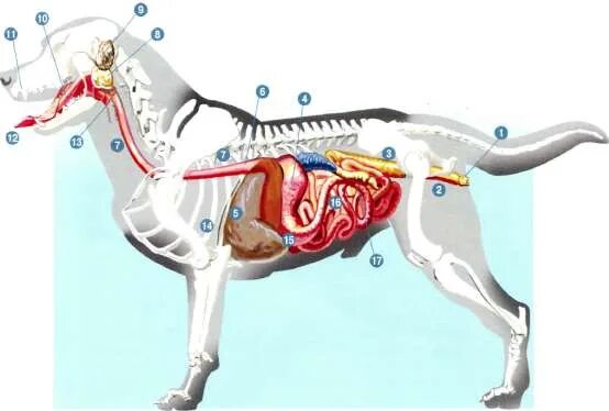 Органы собаки расположение в картинках Siberian Husky , inside out Dog anatomy, Feline anatomy, Canine